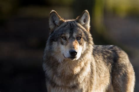Curiosidades Sobre Los Lobos Aúllan Para Comunicarse