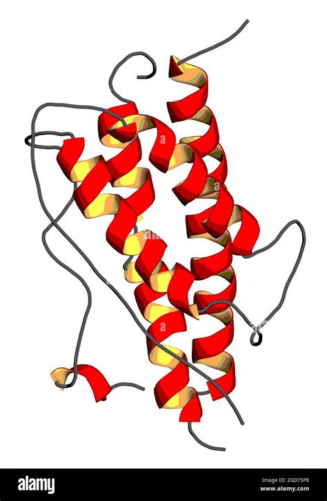 Human Growth Hormone Hgh Somatotropin Molecule 3d Render Stock