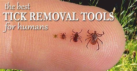 How To Take A Tick Off A Dog Without Tweezers