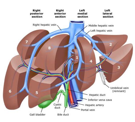 Where it is taking blood. Liver Segmental Anatomy | see CT of the normal liver , CT ...