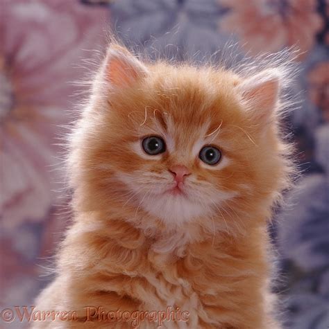 Ginger Kitten Portrait Photo Wp08481