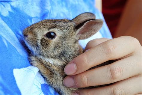 Free Photo Bunny Baby Bunny Baby Rabbit Free Image On Pixabay 968855