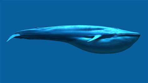 Buy Blue Whale 3d Model Online