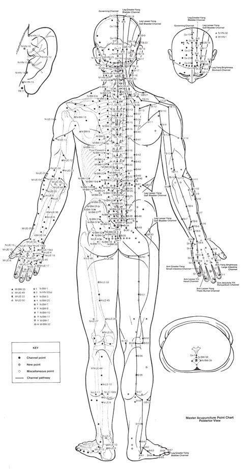 Acupuncture Trigger Points Chart