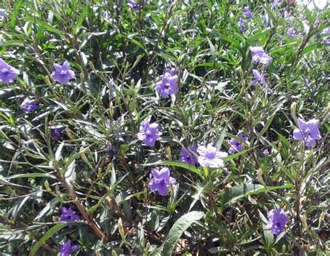 Purple flowering bushes in arizona. Introduction to Environmental Science: Plant Identification
