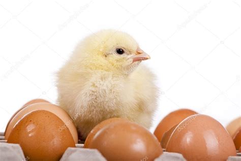 Baby Chick On Eggs In Egg Carton — Stock Photo © Milous 3547913