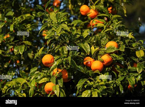 Orange Tree In Giardino Degli Aranci The Garden Of The Oranges On
