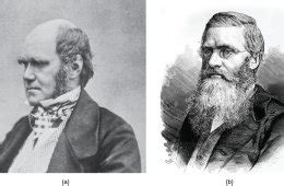 Charles Darwin And Alfred Wallace Theory Of Evolution