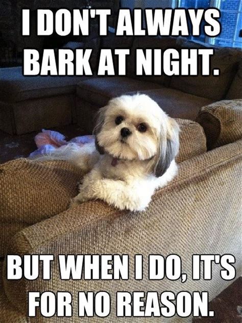 25 Best Funny Dog Pictures