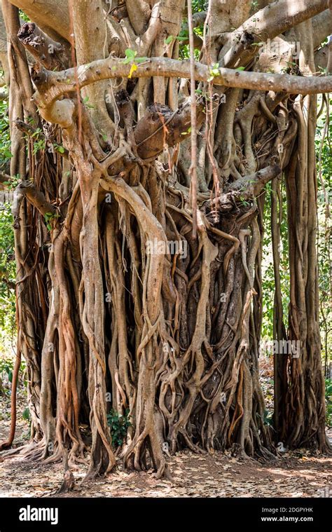 Banyan Tree Diagram