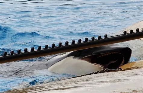Free Morgan Killer Whale Cruelty Orca Pictured In Captivity At Loro