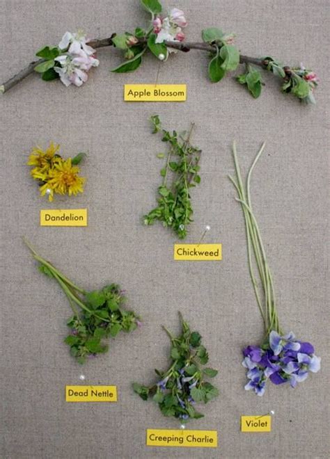 Examples Of Safe Edible Wild Flowers Plus A Recipe For Using Them