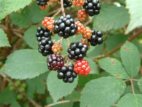 Blackberry Rubus Villosus High Blackberry Bramble Goutberry