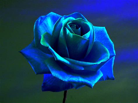 Update More Than 160 Blue Rose Desktop Wallpaper Latest Vn