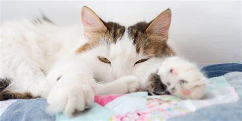 Combien De Temps Peut Dormir Un Escargot - Combien de temps dort un chat chaque jour ? | Le blog de la ferme