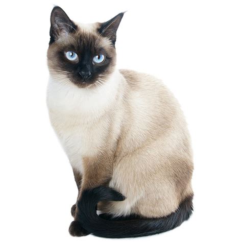 An attractive, softer, semi fluffy version of siamese. Siamese Cat Pet Insurance | Compare Plans & Prices