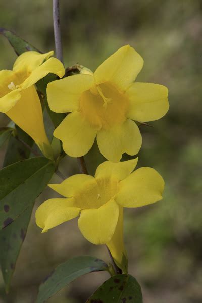 Wednesdays Wildflower Yellow Jessamine