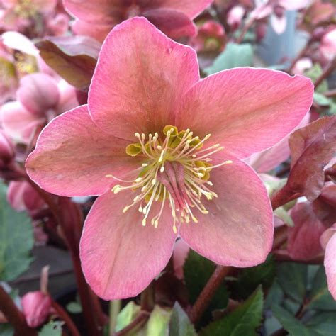 Buy Hellebore Helleborus × Ericsmithii Pirouette Pbr £1519 Delivery