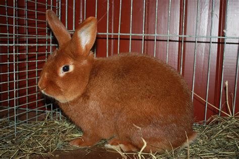 Crossbreeding can result in many other variations, such as gold tipped steel and. New zealand red is simply stunning rabbit! | New zealand ...