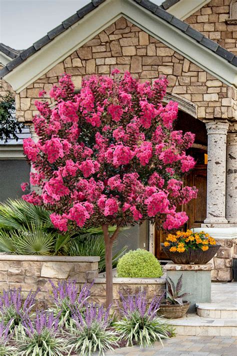 Twilight Magic Crape Myrtle Single Trunk Tree Free Shipping