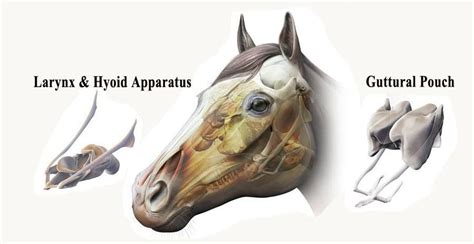 Nervus Facialis Pferd Information Online