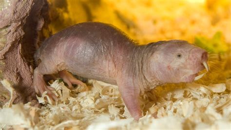 Mole Rat Chat Second Naked Mole Rat Live Cam Comes To National Zoo