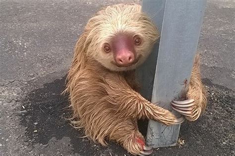 Adorable sloth smiles in the face of danger