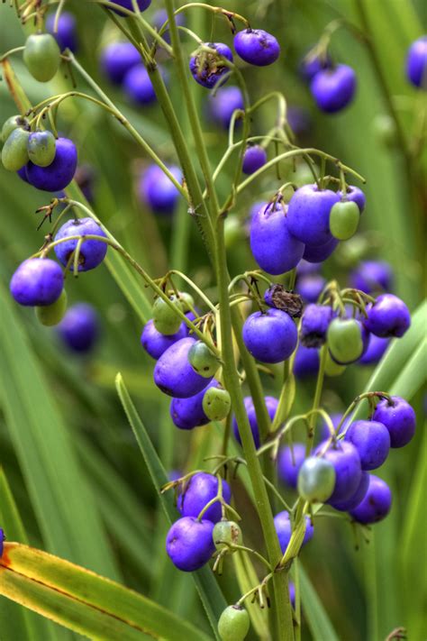 36 Electric Blue Berries Of Dianella Tasmanica As The Day Flickr