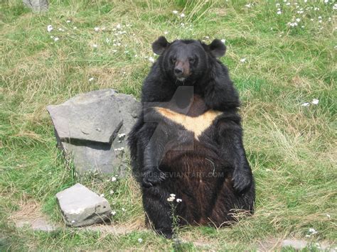 Sitting Asian Black Bear By Venomius On Deviantart