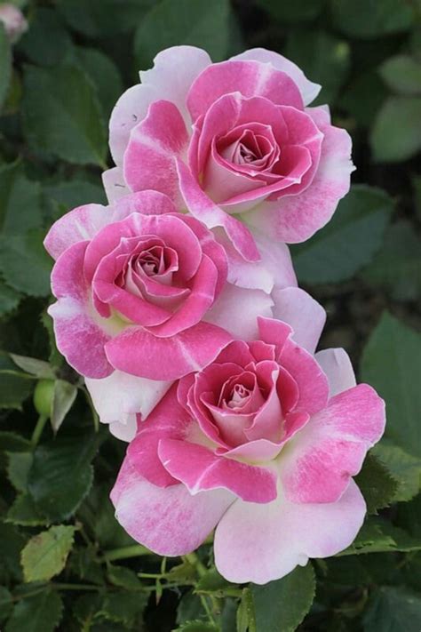 Pink Floribunda Rose Beautiful Roses Beautiful Flowers Rose
