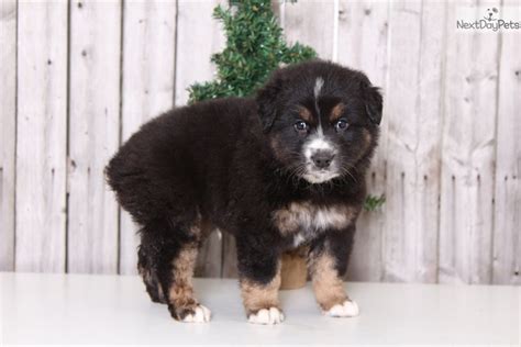 We did not find results for: Atlas: Australian Shepherd puppy for sale near Columbus, Ohio | 504bddb6-2e61
