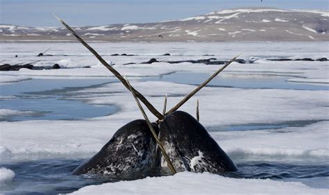 The Narwhal Species Facts Info And More Wwfca