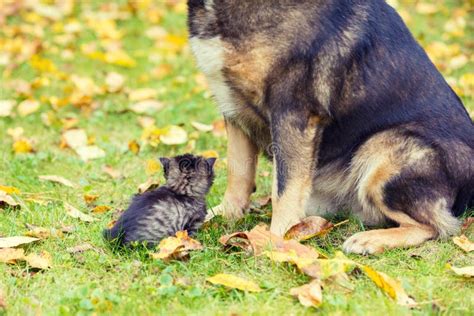 A Big Dog And A Little Kitten Playing Together Outdoors They Sit Next