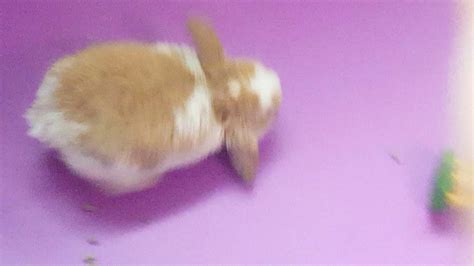 Cutest Bunny Ever Part 2 Youtube