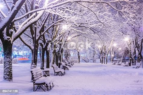 Amazing Winter Night Landscape Of Snow Covered Bench Among Snowy Trees And Shining Lights During
