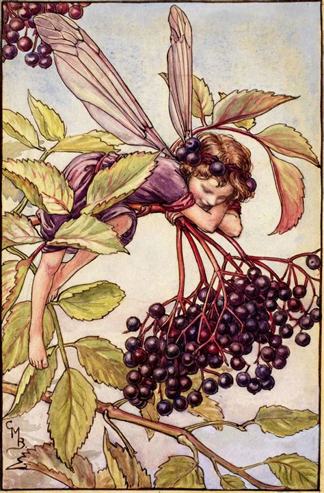 Elderberry Cicely Mary Barker Autumn Fairy Flower Fairies