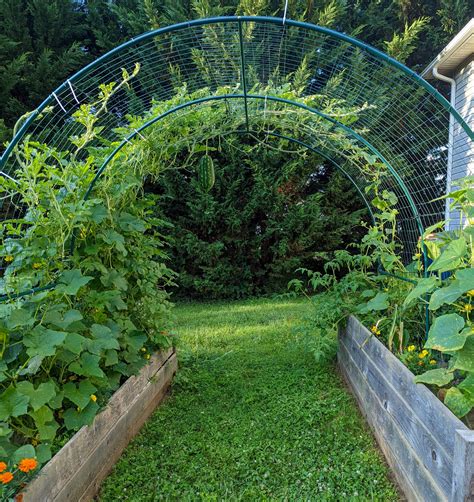 Cattle Panel Trellis Arch Our Diy Dupe Life With Less Mess