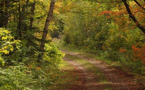 Download Wallpaper 2560x1600 Forest Trees Leaves Path Landscape