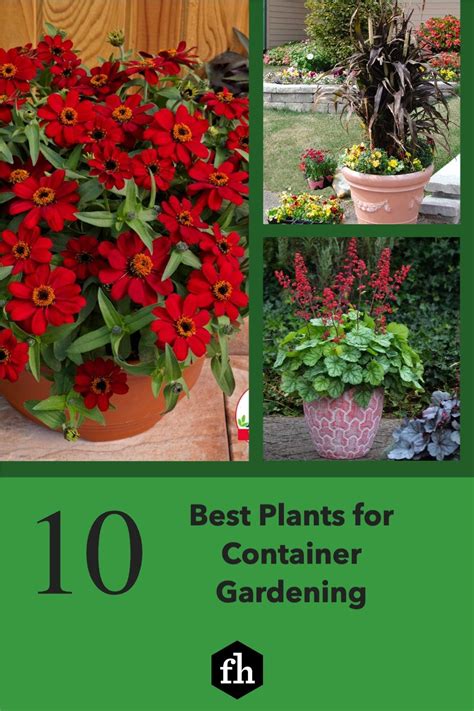 10 Best Container Gardening Plants Plants Cool Plants Container