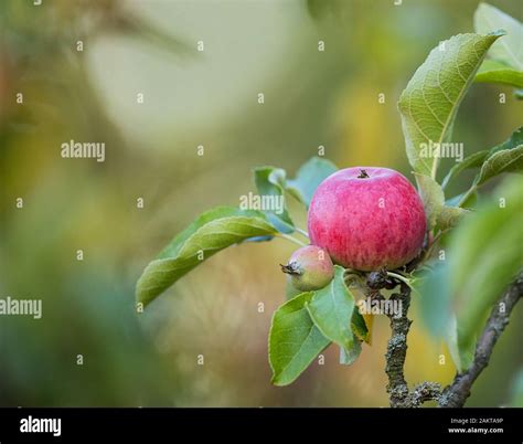 Adam And Eve Tree Of Life High Resolution Stock Photography And Images