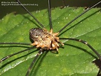 Phalangium opilio - 769350 - Biodiversidad Virtual / Invertebrados