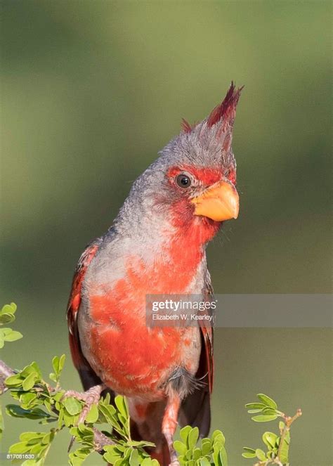 Pyrrhuloxia High Res Stock Photo Getty Images