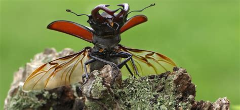 Wat Doen Onze Boswachters Voor Insecten Natuurmonumenten