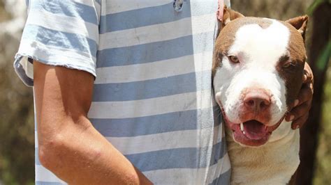 El Pitbull ¿es Realmente Un Perro Asesino Infobae