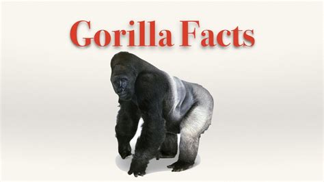 Gorilla Facts Youtube Facts Animal Facts Gorilla
