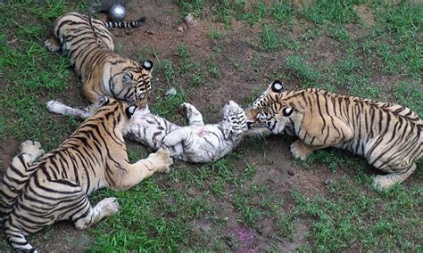 But just because we don't see them, doesn't mean they're not out there! Horrific moment three young tigers attack and eat young ...