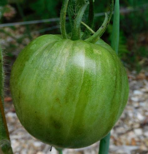 Tomato Solanum Lycopersicum Kims Civil War Oxheart In The Tomatoes