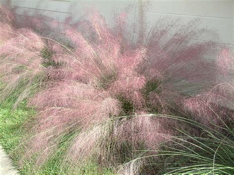 Florida Native Muhly Grass Muhlenbergia Capillaris Gardening In The