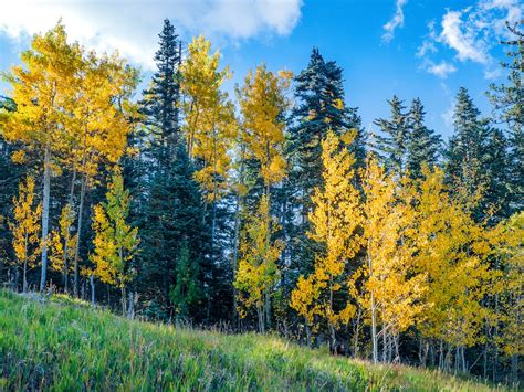 Aspen Tree Pictures Download Free Images On Unsplash