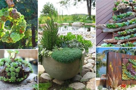 15 Outdoor Succulent Garden Ideas On Budget